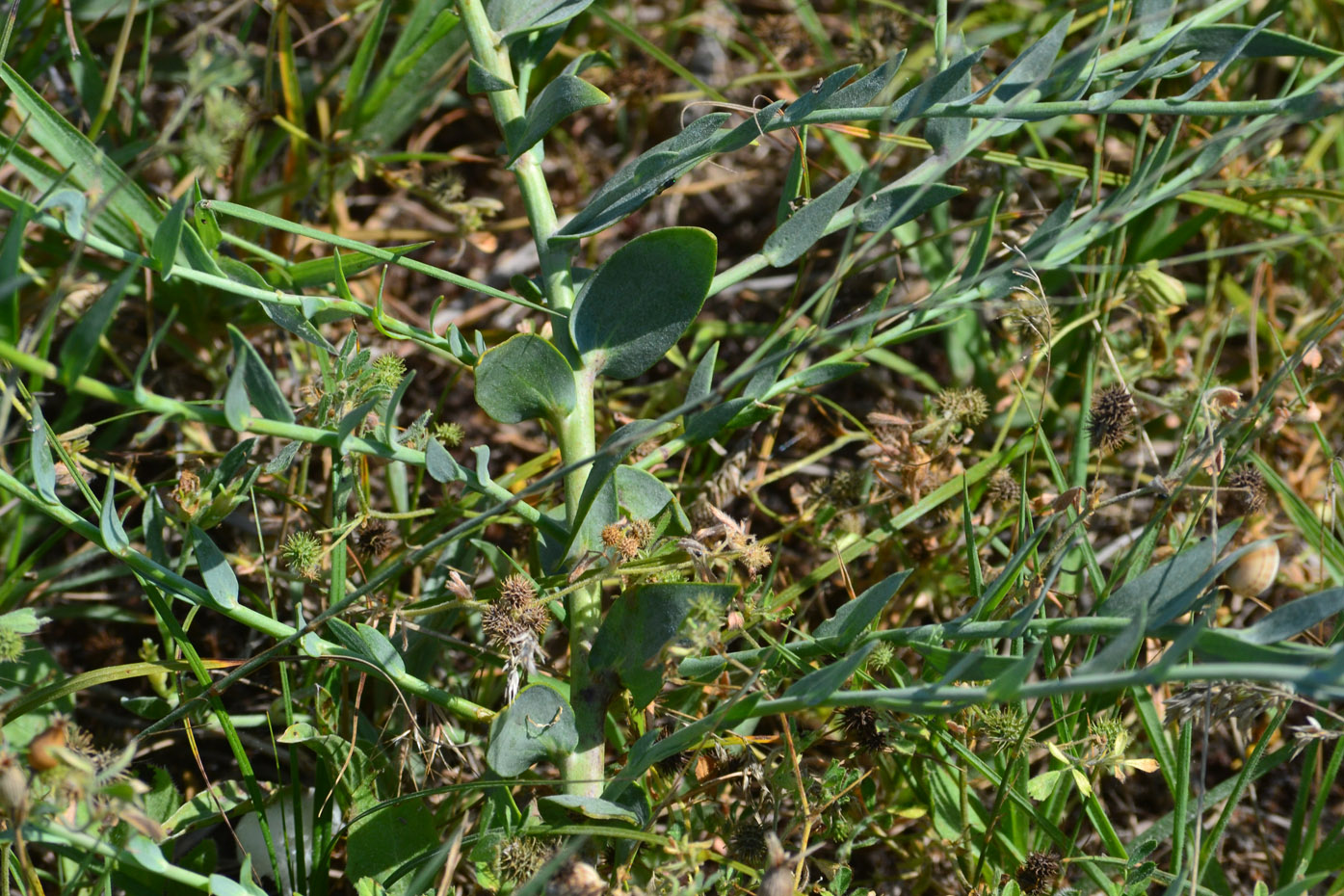 Изображение особи Linaria genistifolia.