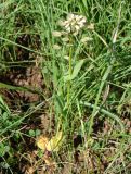Microthlaspi perfoliatum. Цветущее растение. Краснодарский край, г. Усть-Лабинск, склон правого берега Кубани, останец степной растительности. 20.03.2016.