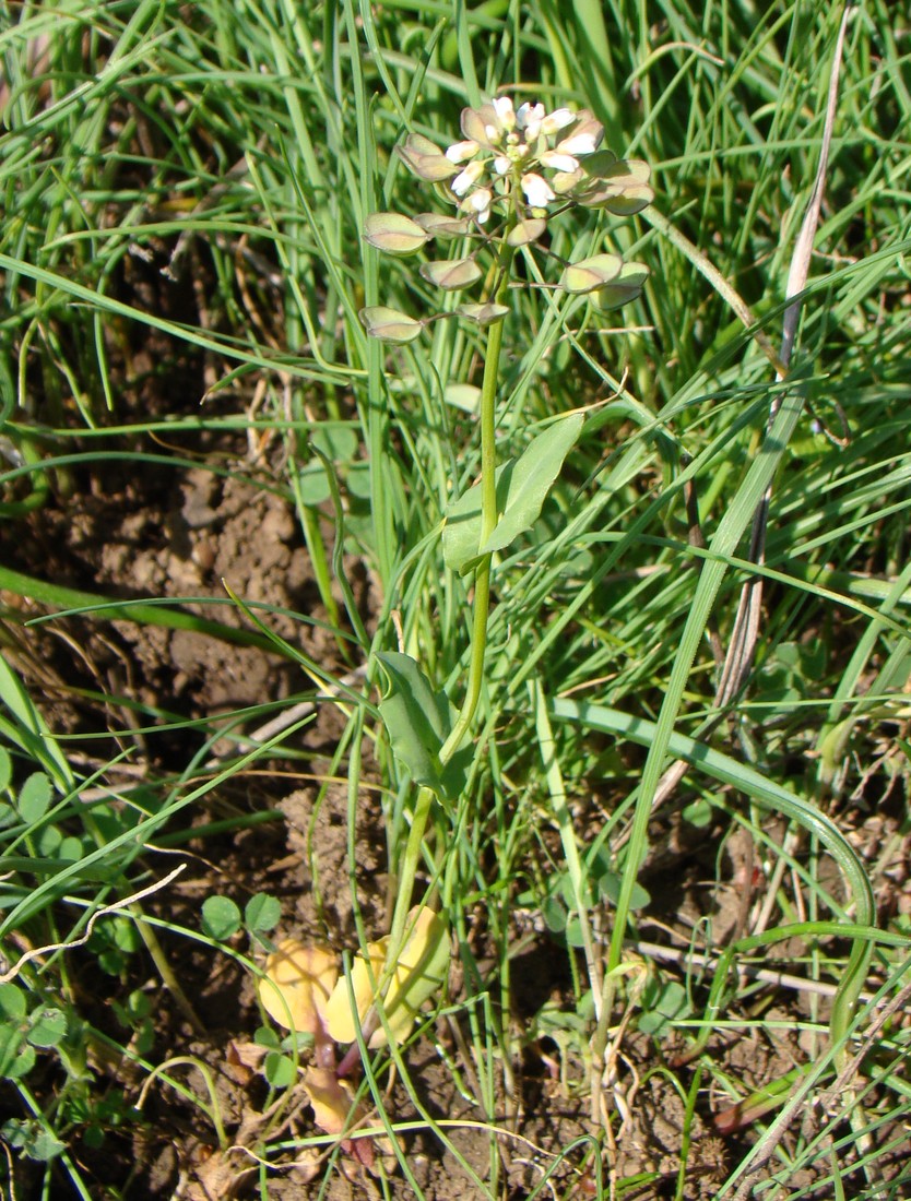 Image of Microthlaspi perfoliatum specimen.