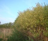 Salix triandra