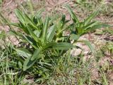 Gentiana cruciata