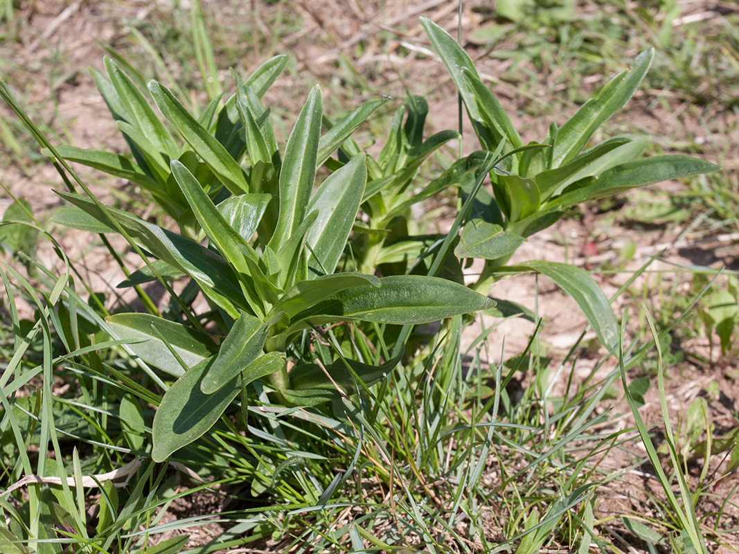 Image of Gentiana cruciata specimen.