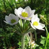 Anemonastrum crinitum