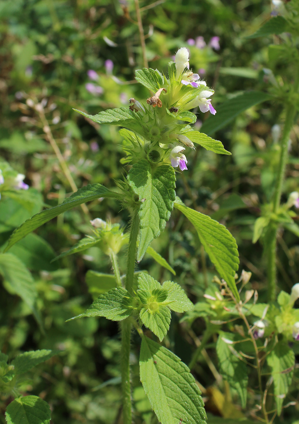 Изображение особи Galeopsis bifida.