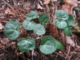 Pyrola renifolia