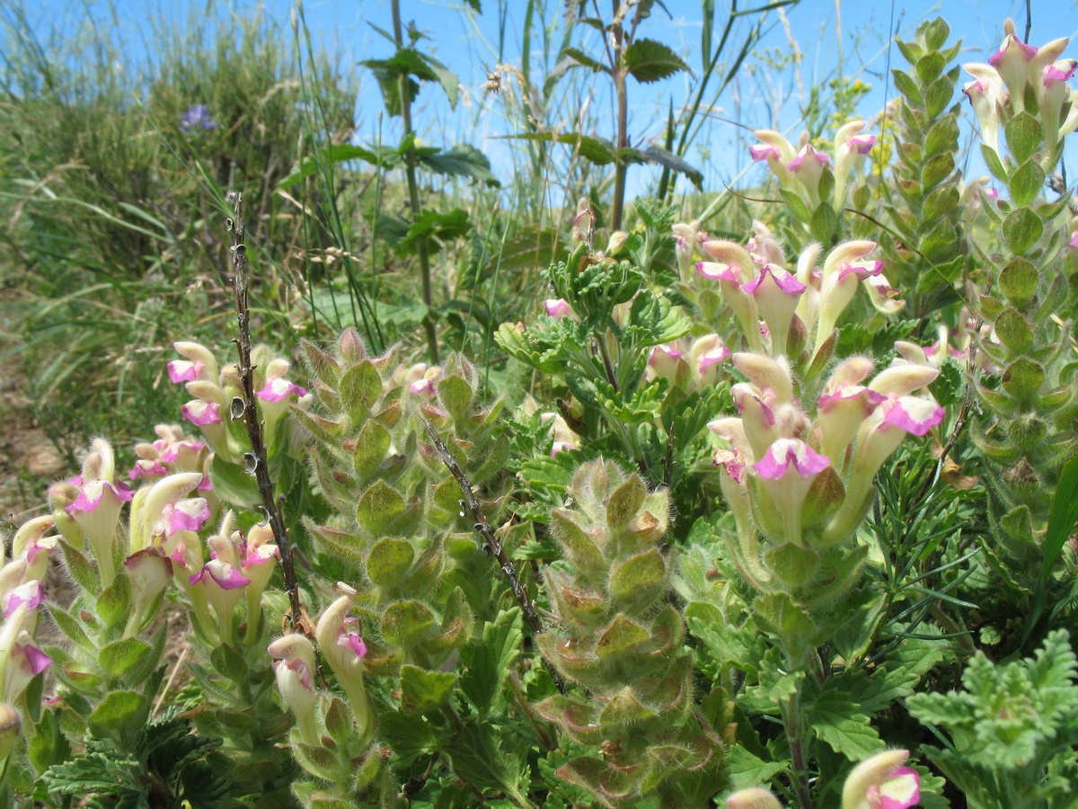 Изображение особи Scutellaria adsurgens.