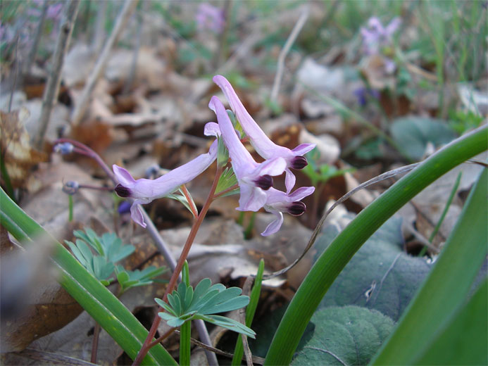 Изображение особи Corydalis paczoskii.