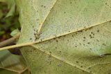 Platanus orientalis