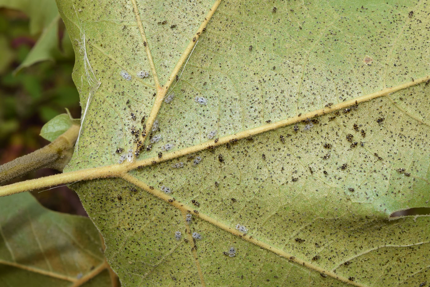 Изображение особи Platanus orientalis.