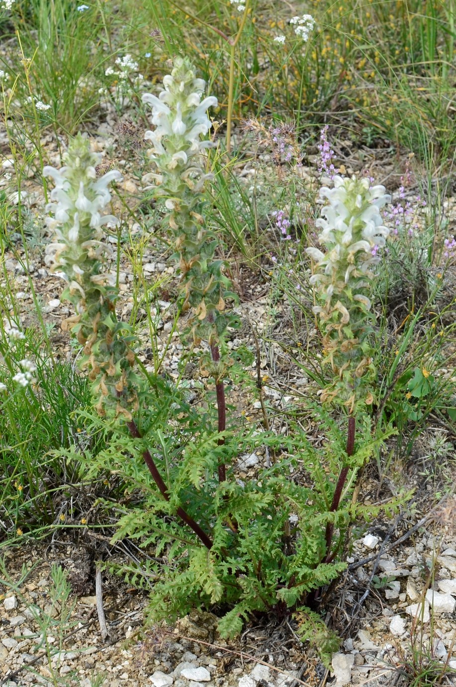 Image of Pedicularis interrupta specimen.