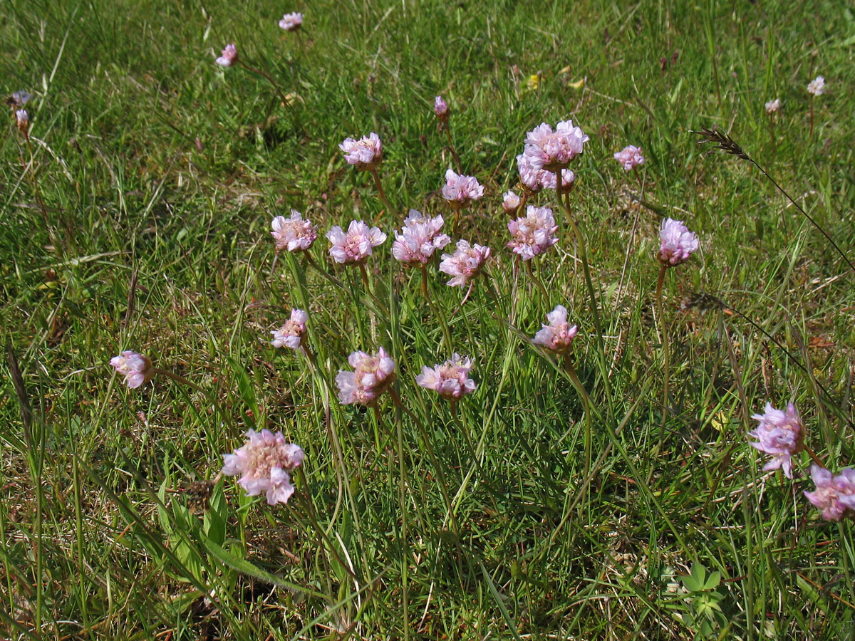 Изображение особи Armeria maritima.