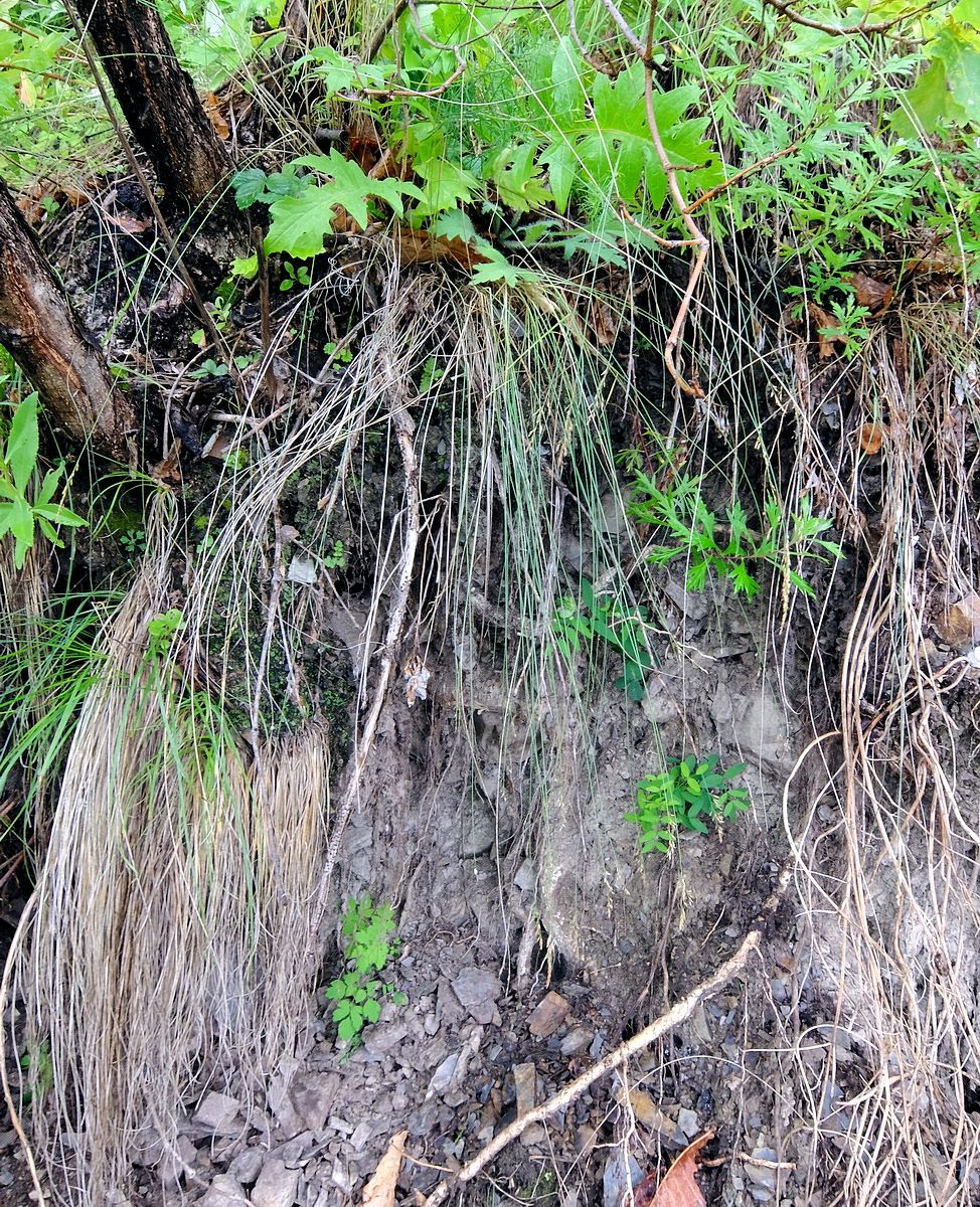 Image of Poa botryoides specimen.