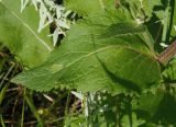 Verbascum marschallianum. Лист средней части стебля. Украина, Запорожский р-н, Дурная балка, разнотравная степь. 07.06.2016.