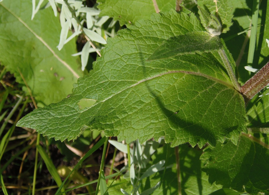 Image of Verbascum marschallianum specimen.