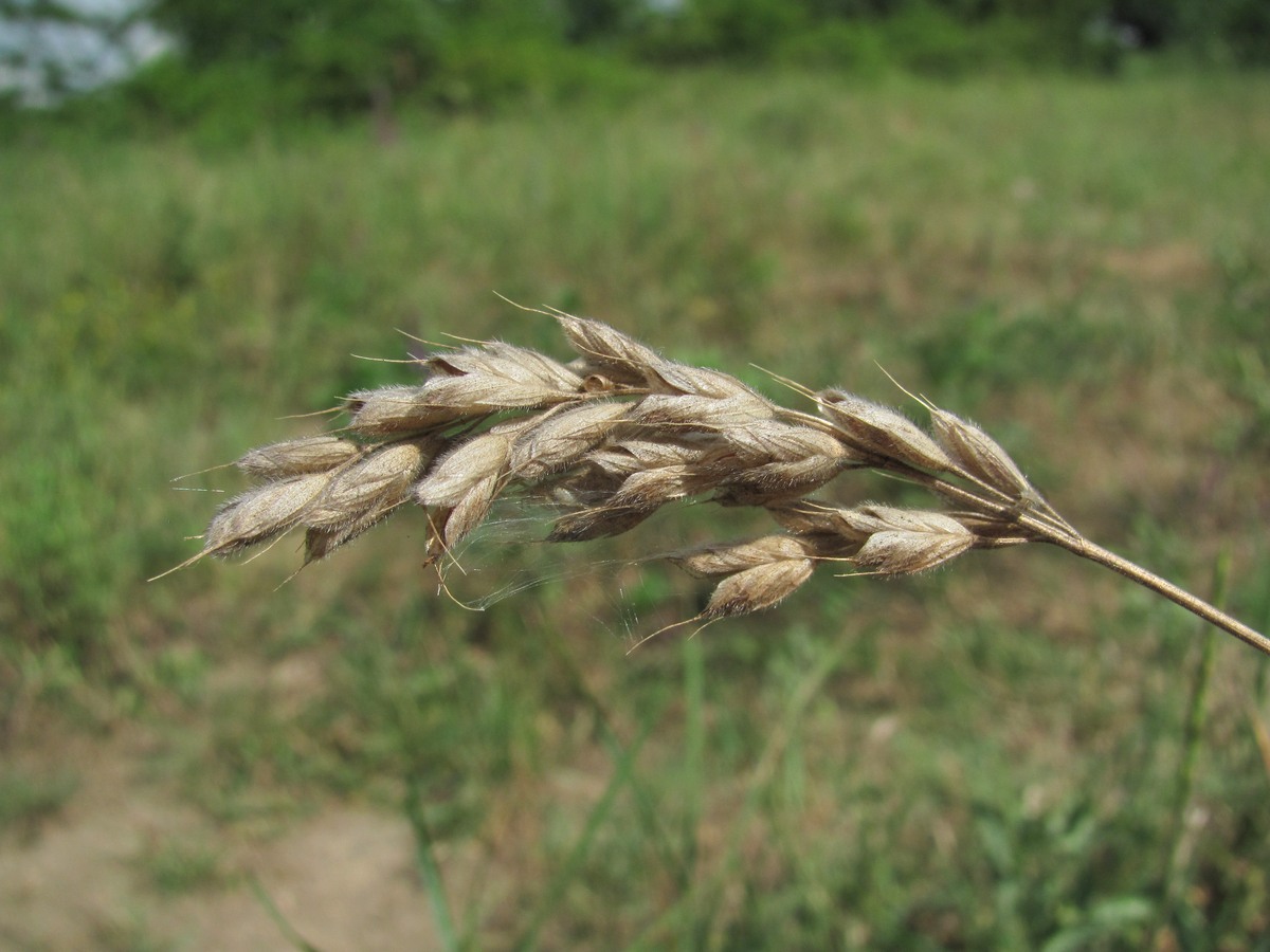 Image of Bromus hordeaceus specimen.