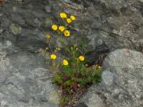 Potentilla rupifraga