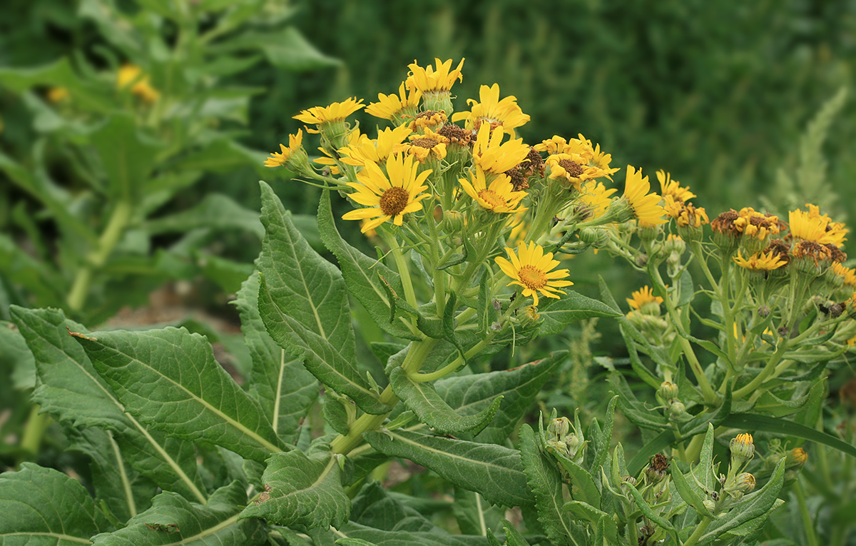 Изображение особи Senecio pseudoarnica.