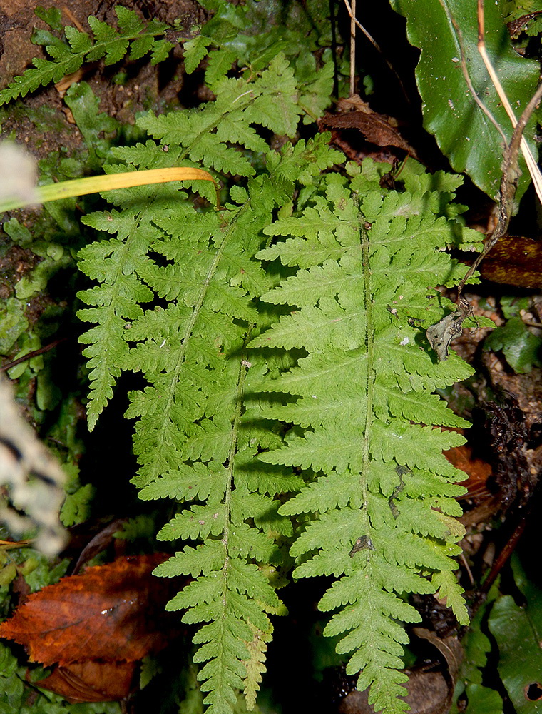 Изображение особи Woodsia caucasica.