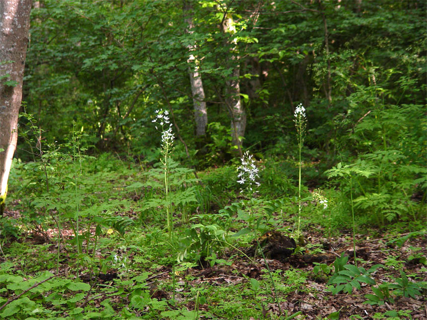 Изображение особи Ornithogalum arcuatum.