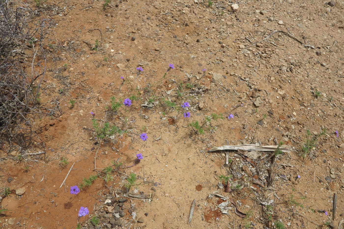 Image of Glandularia pulchella specimen.