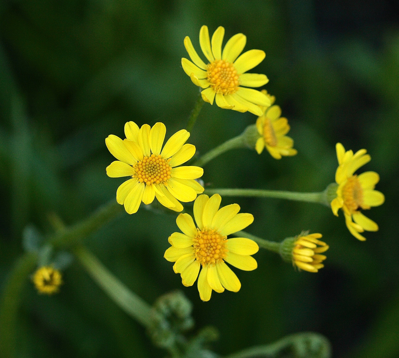 Изображение особи Tephroseris integrifolia.