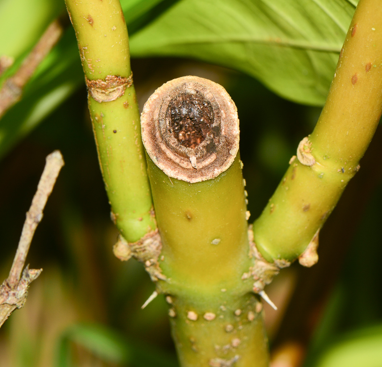 Image of Acanthus ilicifolius specimen.