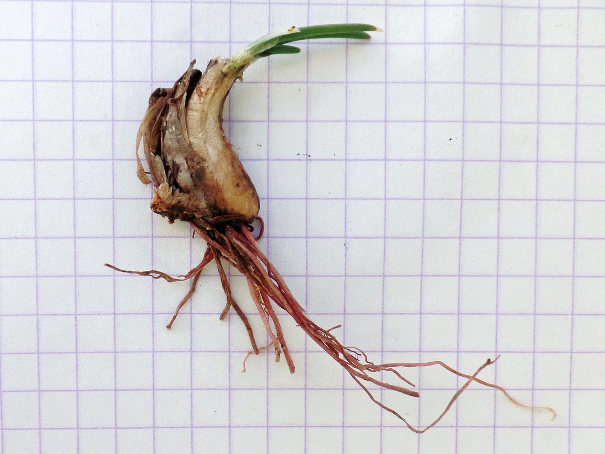 Image of genus Allium specimen.