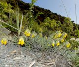 Onosma polyphylla