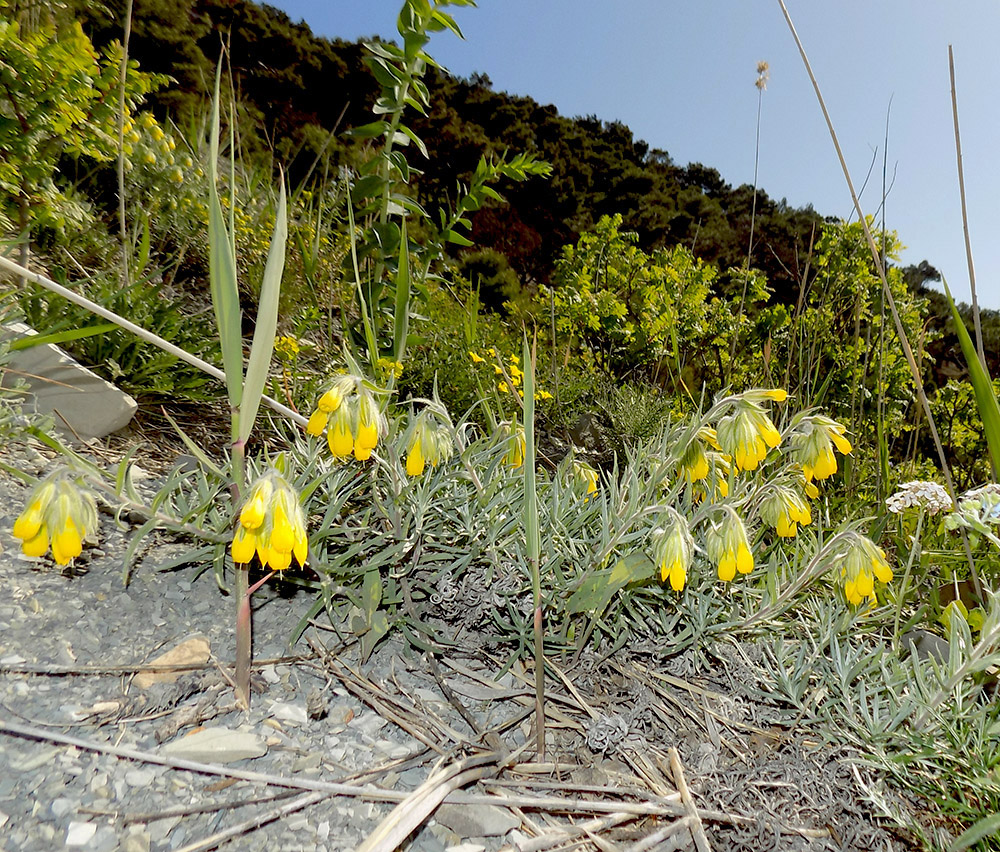 Image of Onosma polyphylla specimen.