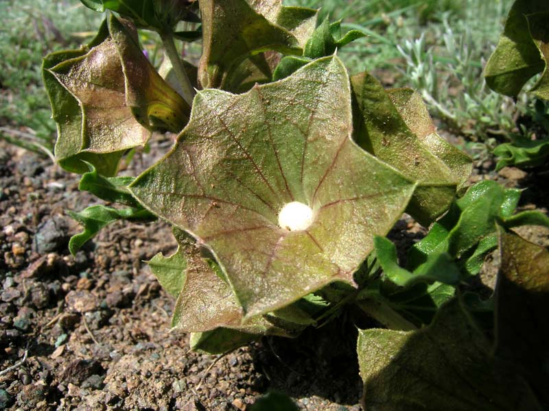 Image of Lagochilus platycalyx specimen.