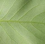 Syringa vulgaris