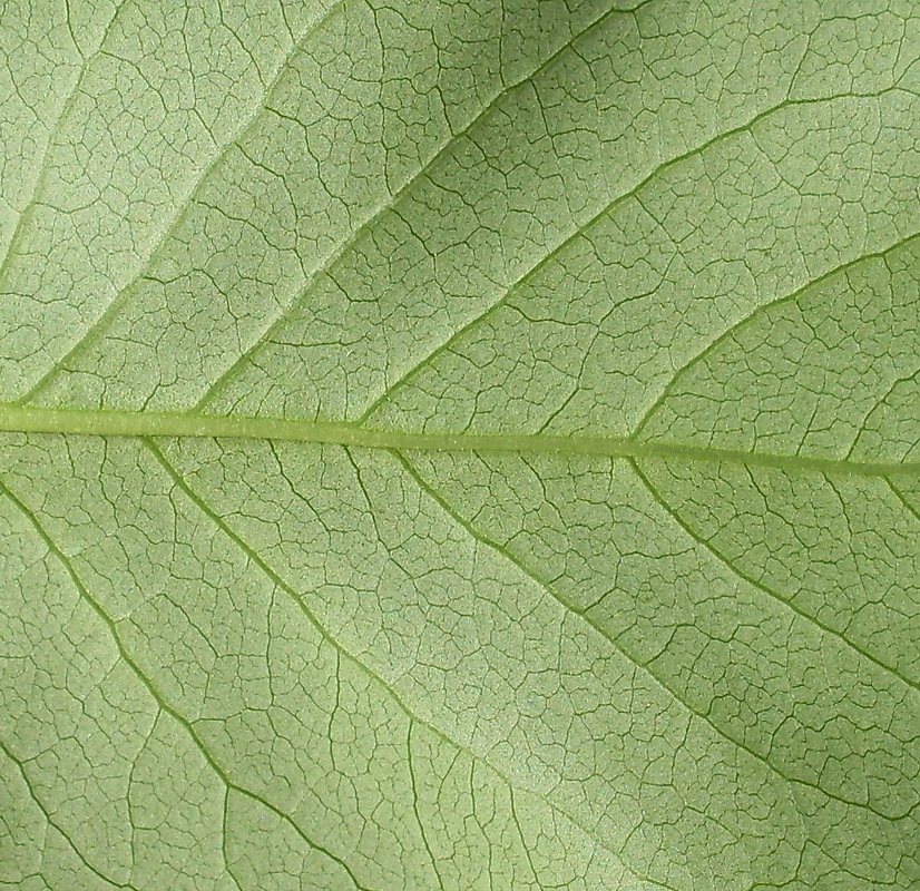 Image of Syringa vulgaris specimen.