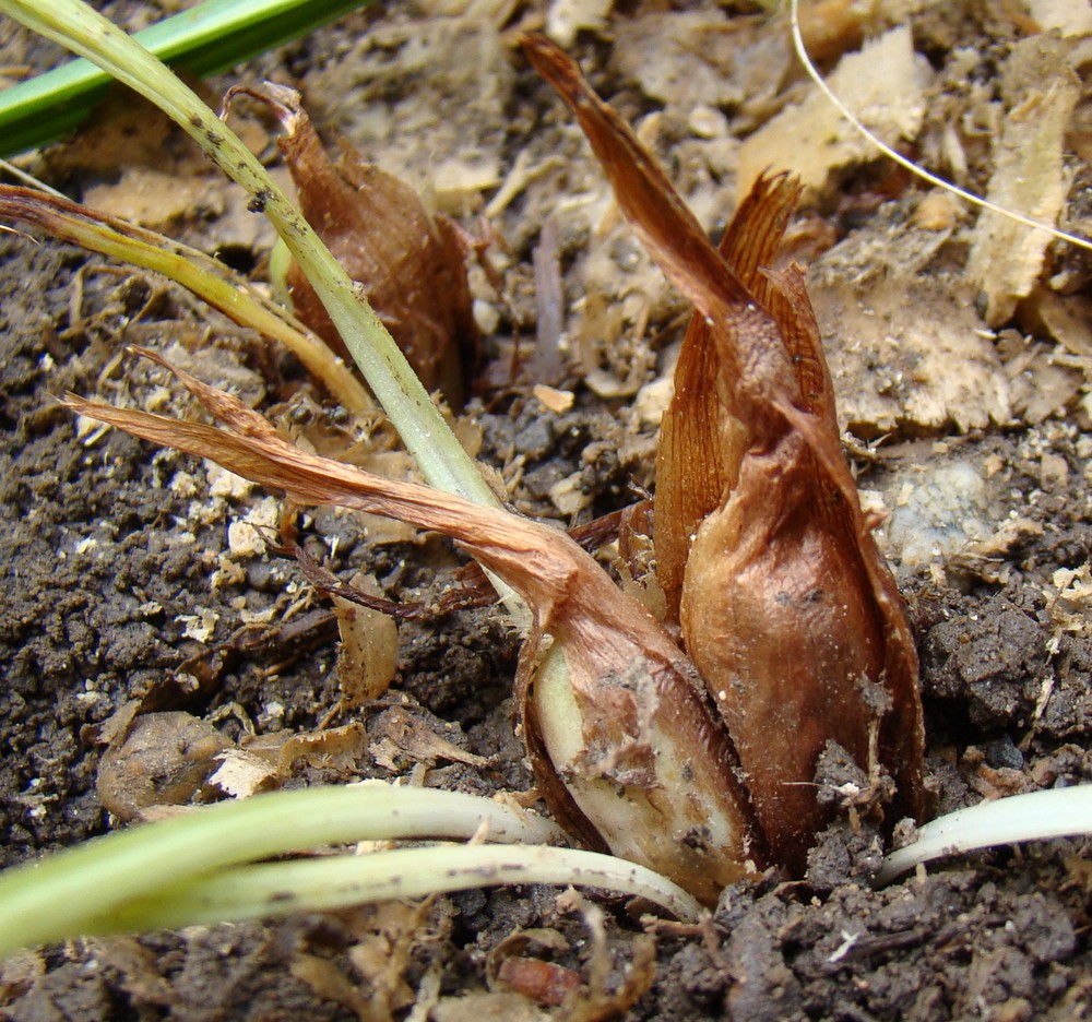 Image of Crocus speciosus specimen.