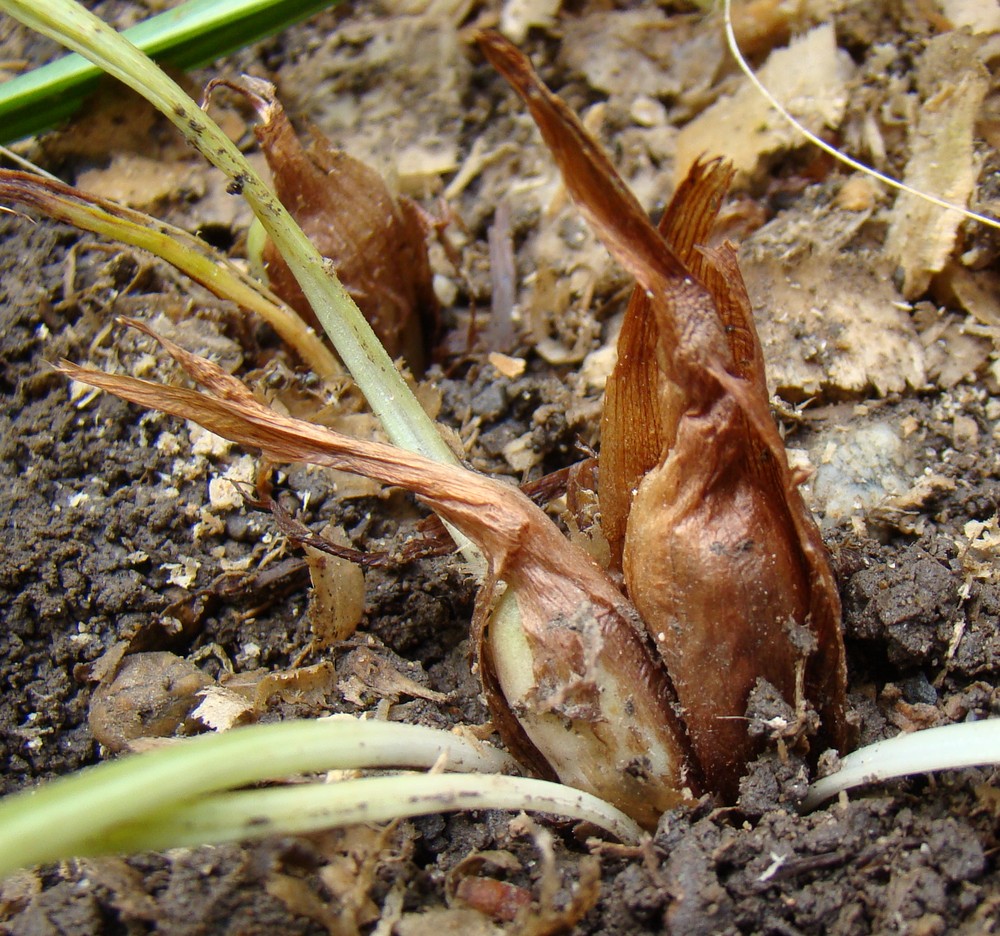 Изображение особи Crocus speciosus.