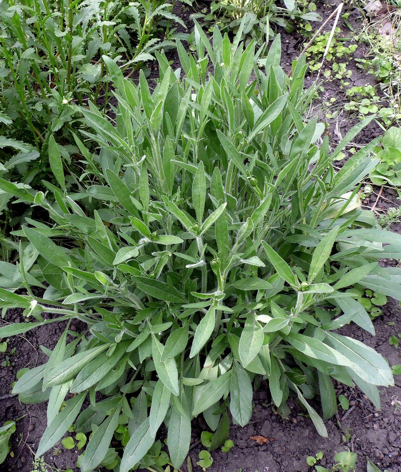 Image of Coreopsis grandiflora specimen.