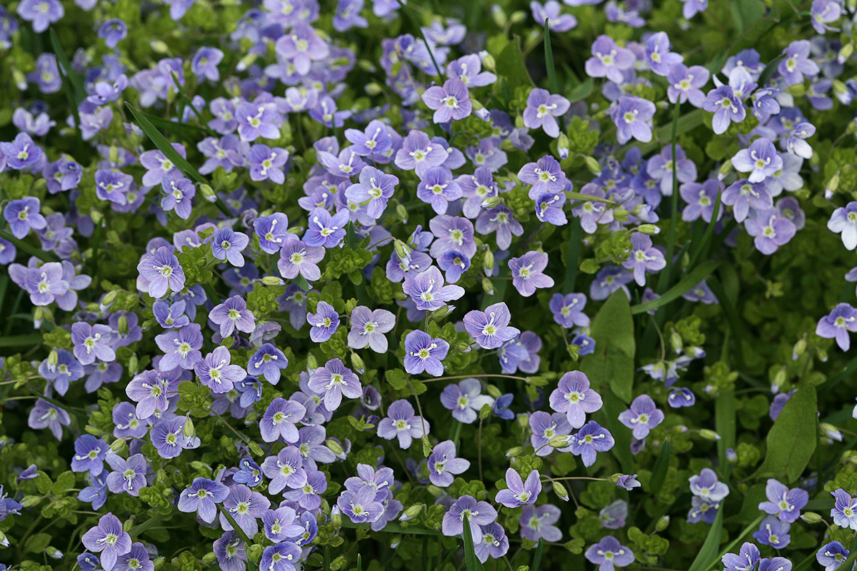 Изображение особи Veronica filiformis.