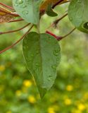 Malus &times; purpurea