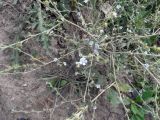 Lappula squarrosa