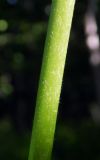 Aconitum orientale