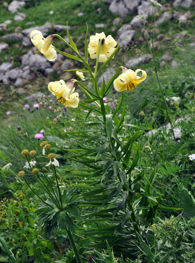 Изображение особи Lilium kesselringianum.