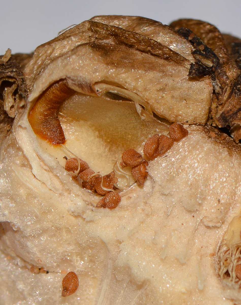 Image of Glottiphyllum linguiforme specimen.