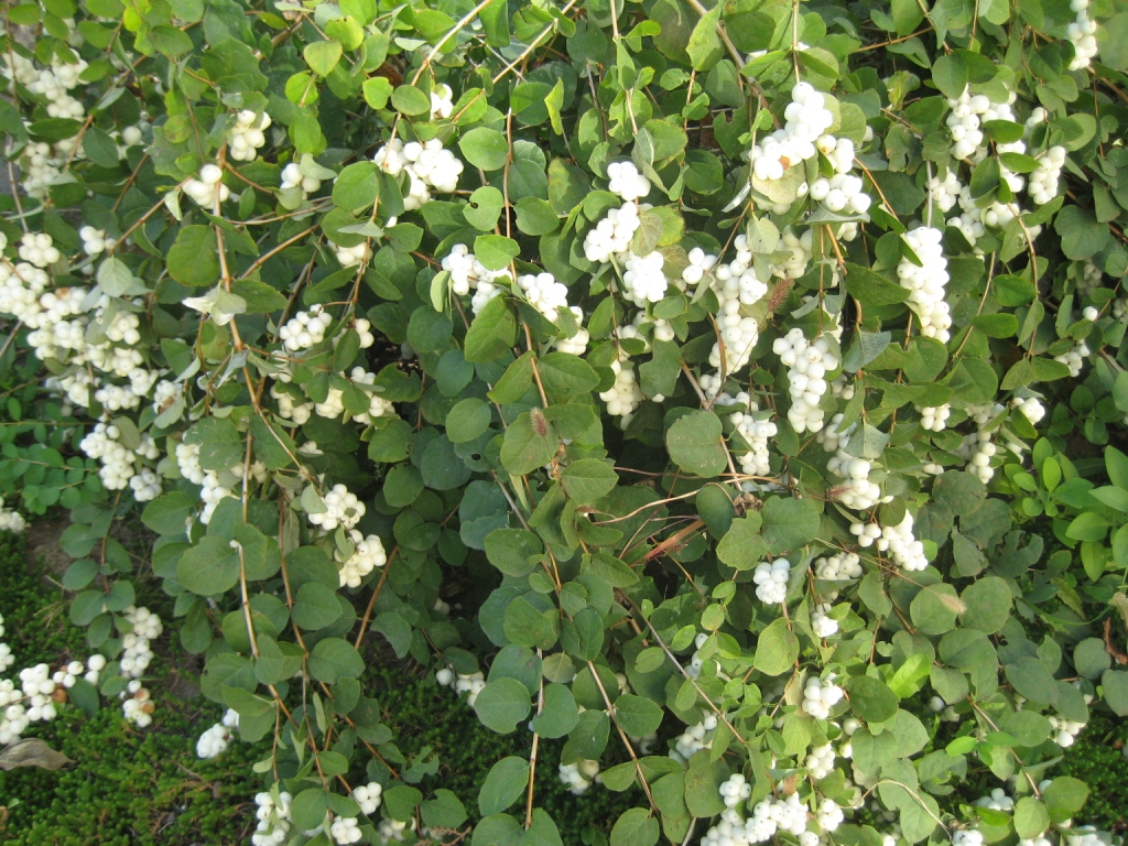 Image of Symphoricarpos albus var. laevigatus specimen.