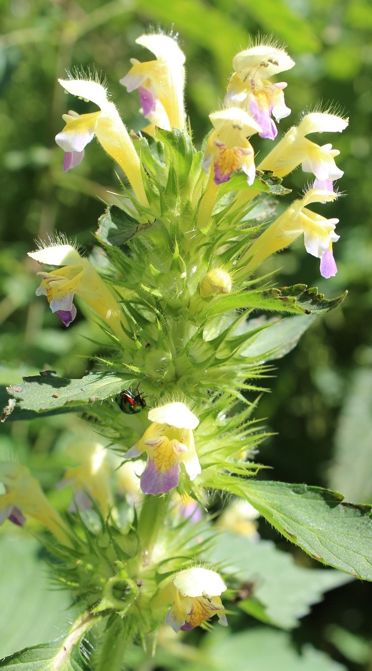 Image of Galeopsis speciosa specimen.