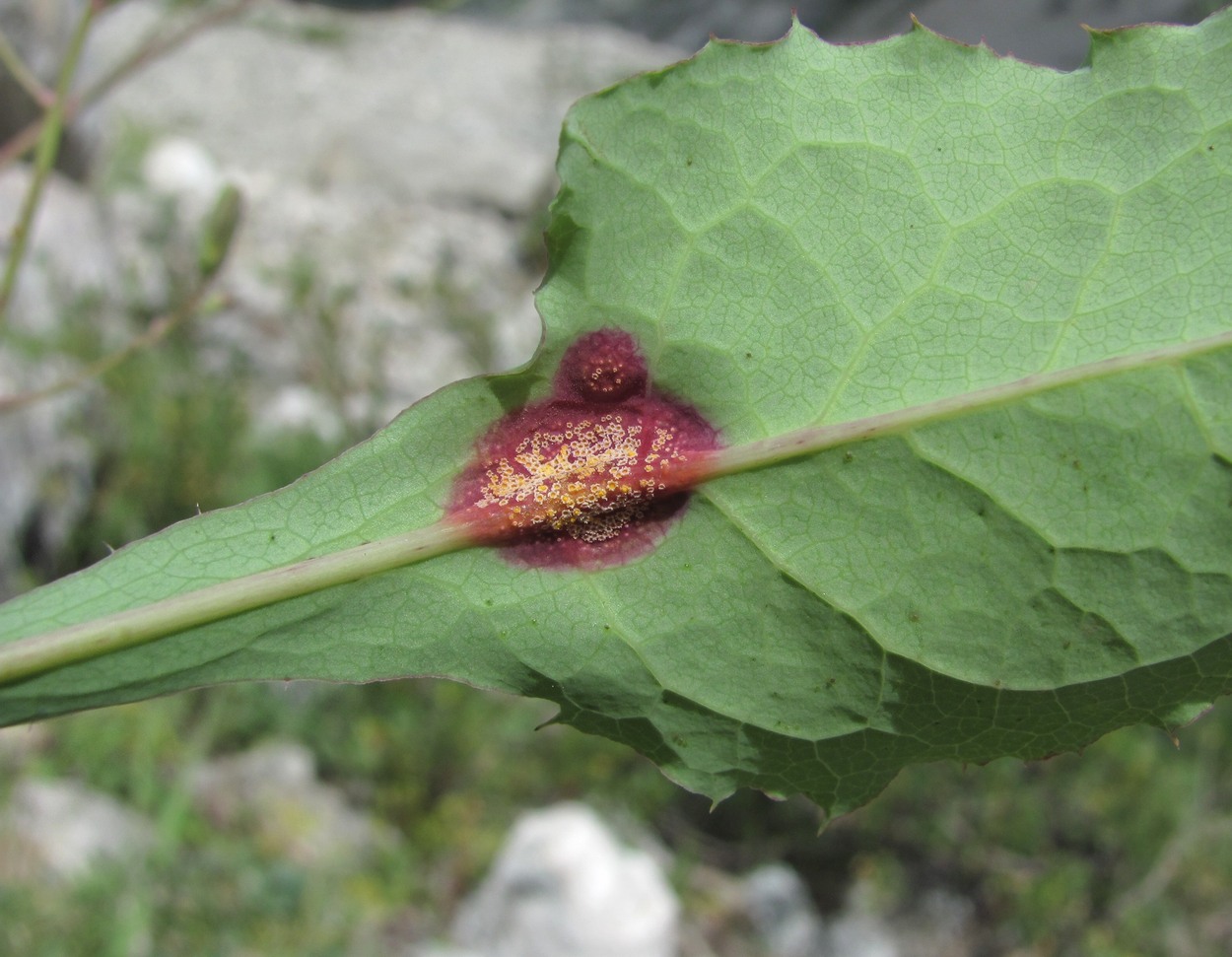 Image of Cicerbita racemosa specimen.