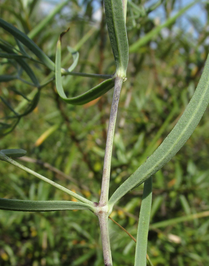 Image of Gypsophila paniculata specimen.