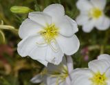 Oenothera pallida