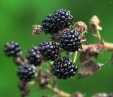 Rubus allegheniensis