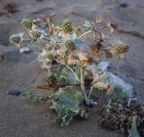 Eryngium maritimum. Цветущее растение. Крым, Сакский р-н, окр. пос. Прибрежное, песчаный пляж. 08.08.2017.