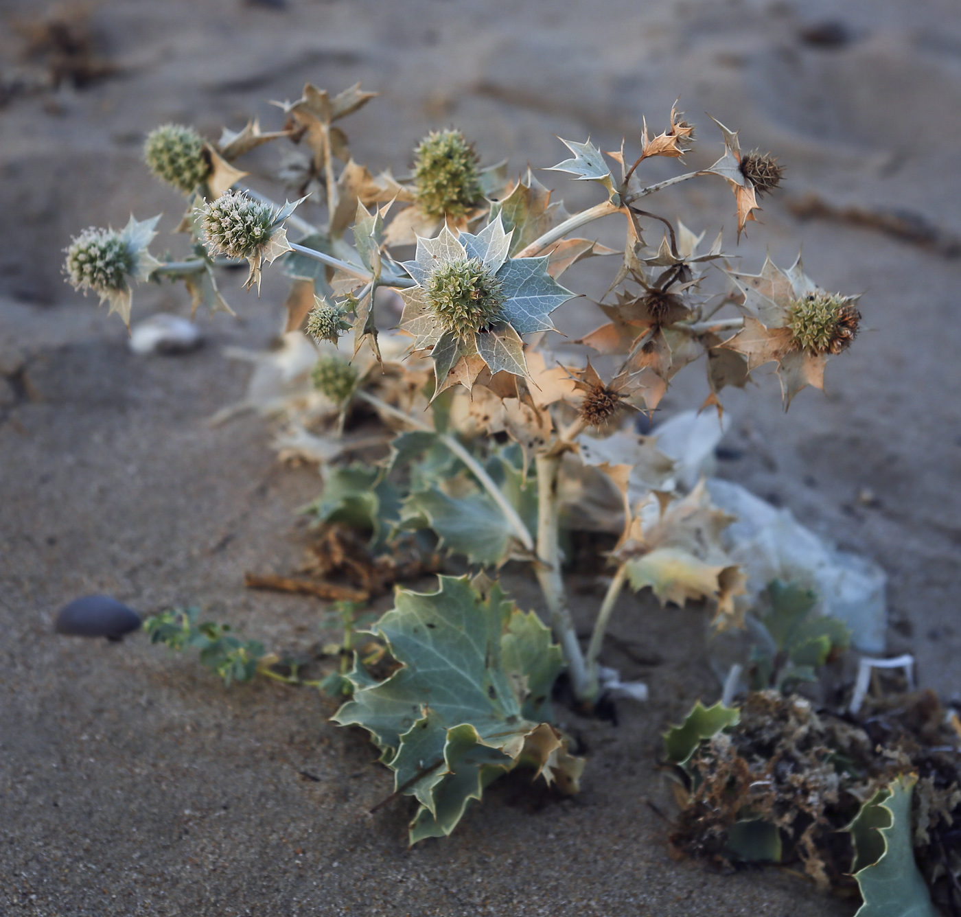 Image of Eryngium maritimum specimen.