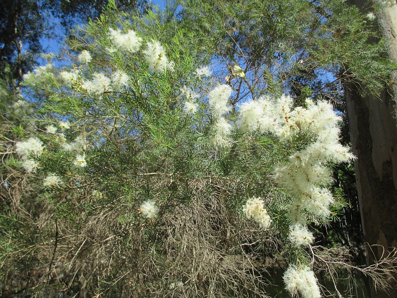 Image of Melaleuca alternifolia specimen.